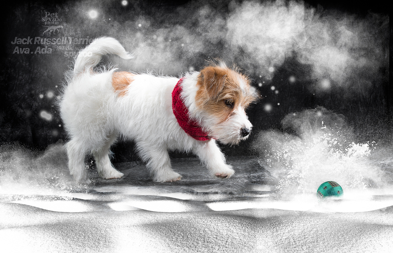 杰克罗素梗 天津宠物摄影spyzoo宠物写真（图ZNjkxNjkyMjQ=） - 宠物摄影 - 站酷设计师spyzoo原创素材 - 站酷ZCOOL