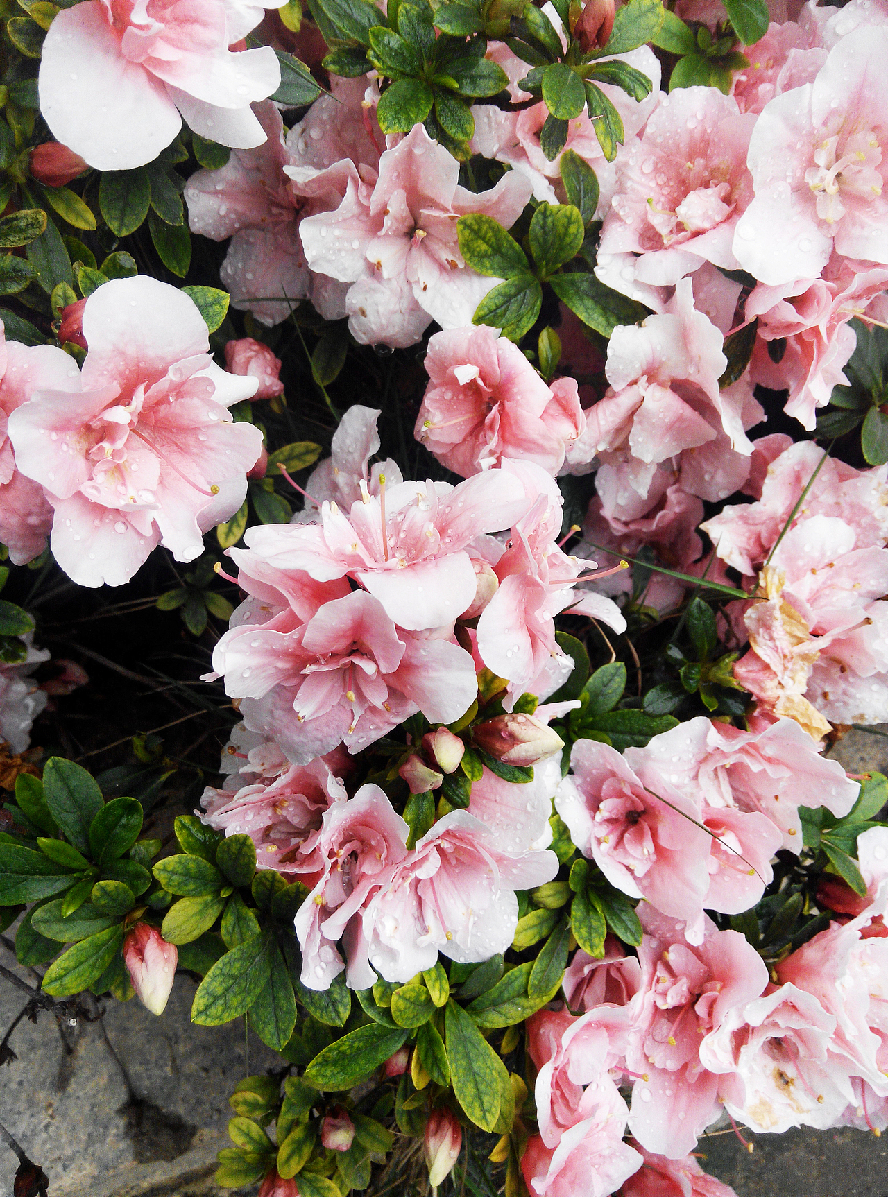 近期整理出了寥寥无几的景，大部分是夜猫子时间拍摄的（图ZMTE3MTc3NzQ0） - 风光摄影 - 站酷设计师斯乌丶苏原创素材 - 站酷ZCOOL