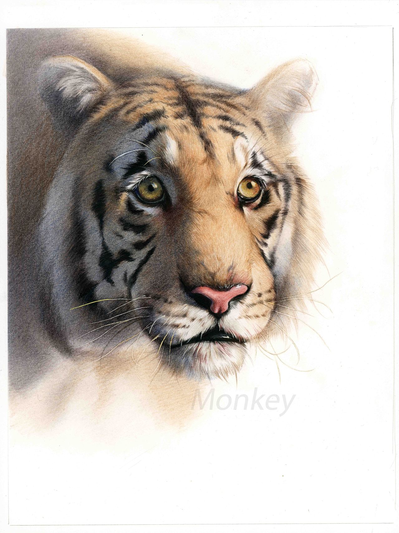 手绘插图《沈石溪动物故事》（图ZMjcyODUxNzQ4） - 绘本 - 站酷设计师王俊宇Monkey原创素材 - 站酷ZCOOL