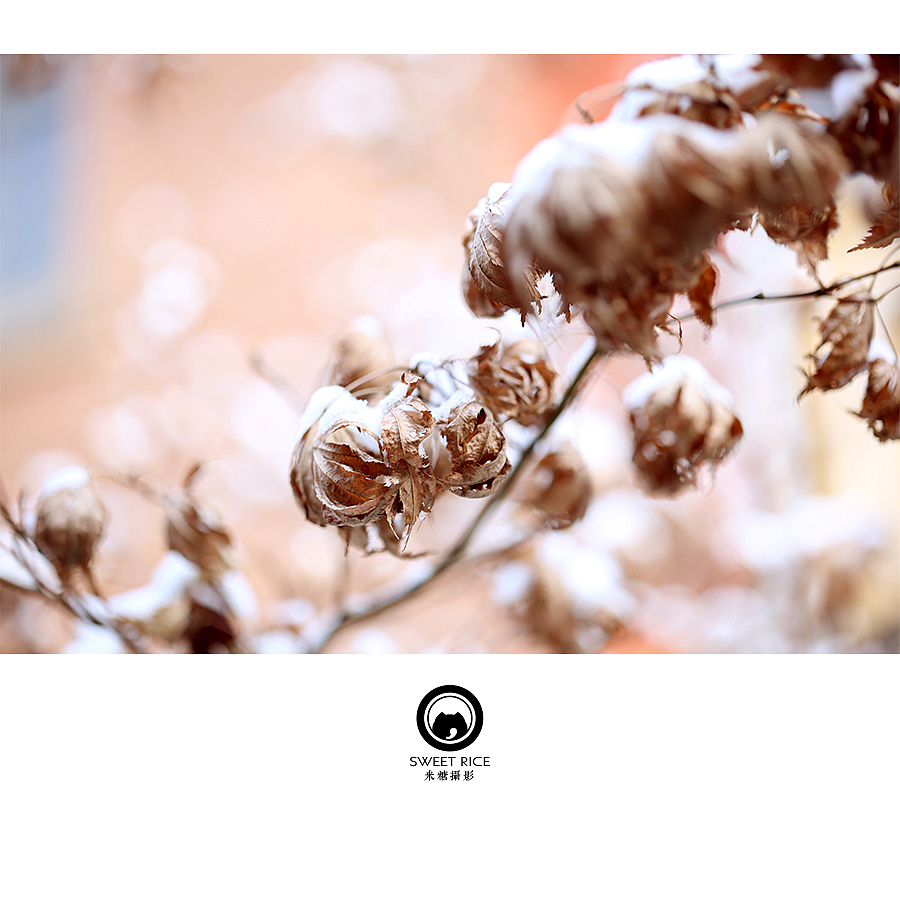 冬日暗香（图ZNDEwODY5MDg=） - 风光摄影 - 站酷设计师挂糖原创素材 - 站酷ZCOOL