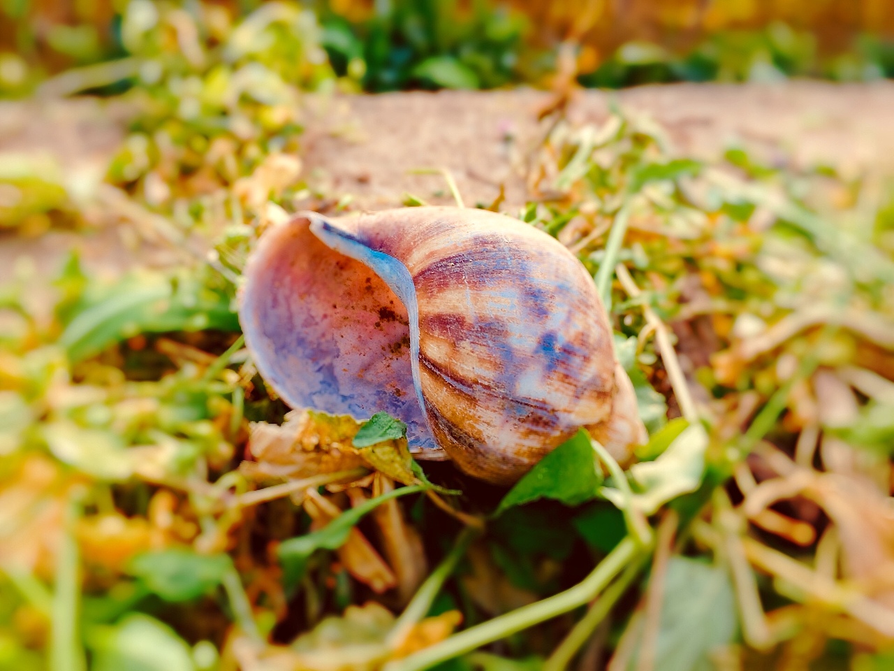 田邊發(fā)現(xiàn)“對于它來說這是曾經(jīng)的避風(fēng)港”（圖ZMTk3MTExMDky） - 人文/紀(jì)實攝影 - 站酷設(shè)計師年糕ddd原創(chuàng)素材 - 站酷ZCOOL