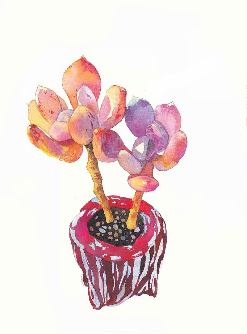 水彩手绘多肉植物系列（图ZMjAxMjAxNTY4） - 绘画 - 站酷设计师插画师酸酸原创素材 - 站酷ZCOOL