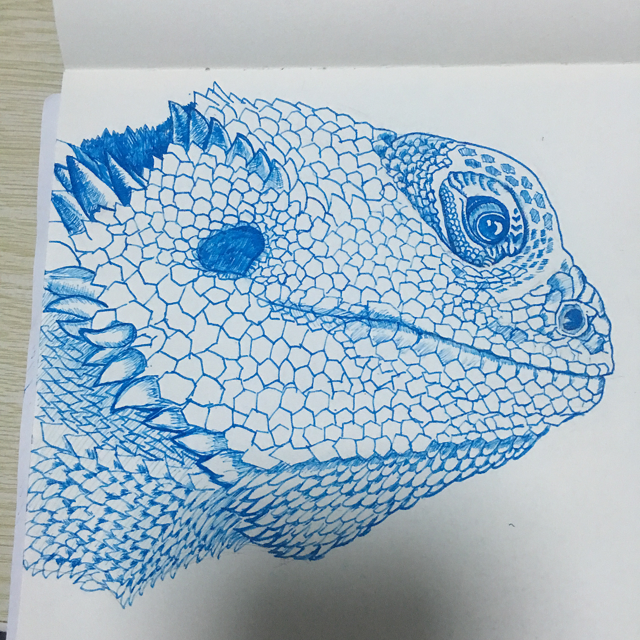 钢笔手绘——鬃狮蜥