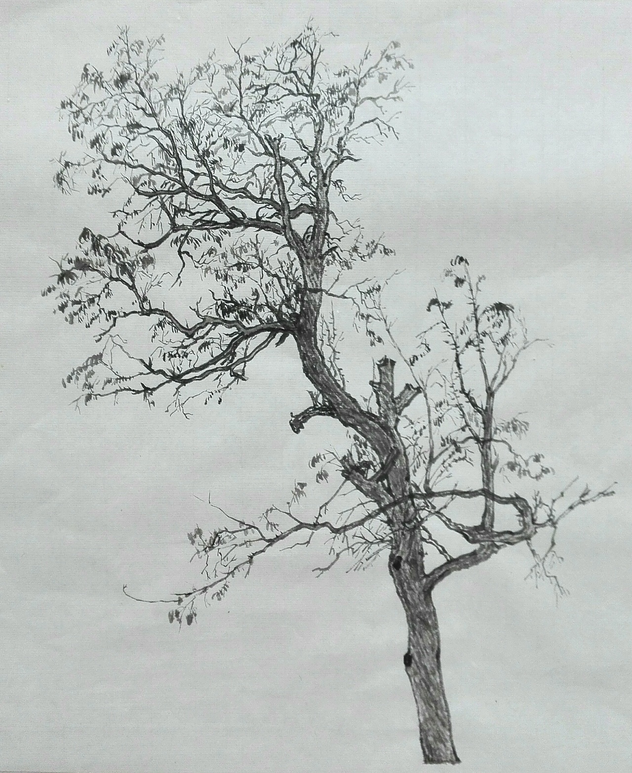 风景临摹 大树|纯艺术|速写|米多利角落 - 临摹作品 - 站酷 (ZCOOL)