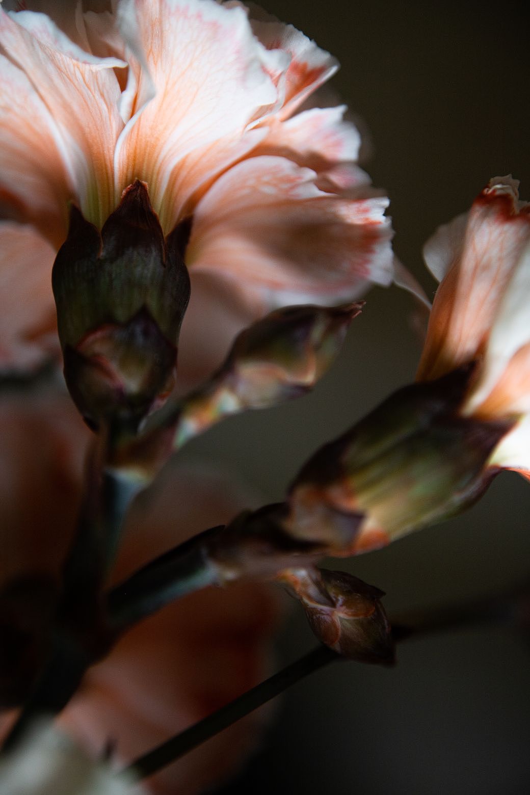 白色康乃馨染色作品（图ZMzYwNjAxMjg4） - 其他摄影 - 站酷设计师木糖醇饕餮原创素材 - 站酷ZCOOL