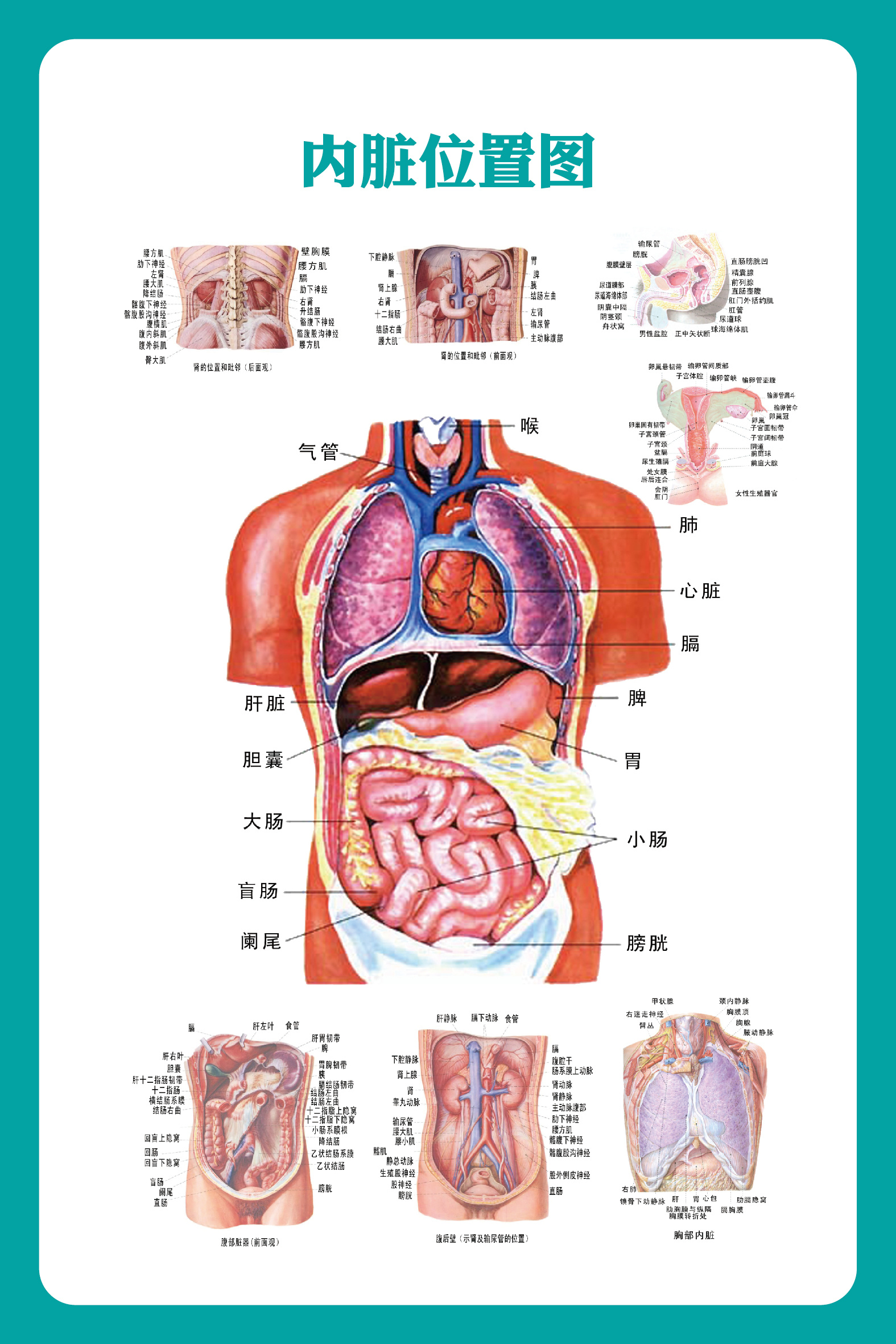 女性内脏肠胃器官图片素材-编号27066286-图行天下