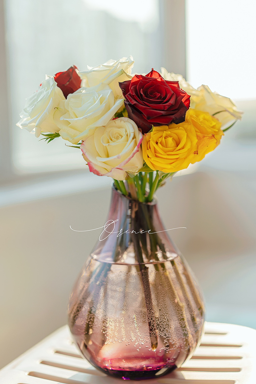 玫瑰（圖ZMzE1NjE1OTI0） - 時尚/藝術(shù)攝影 - 站酷設(shè)計師拾光者Orince原創(chuàng)素材 - 站酷ZCOOL