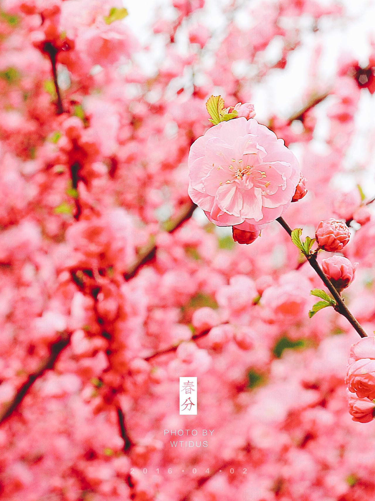 踏春“睬”花（图ZNDU5NDQ1OTI=） - 风光摄影 - 站酷设计师Amoo阿毛原创素材 - 站酷ZCOOL
