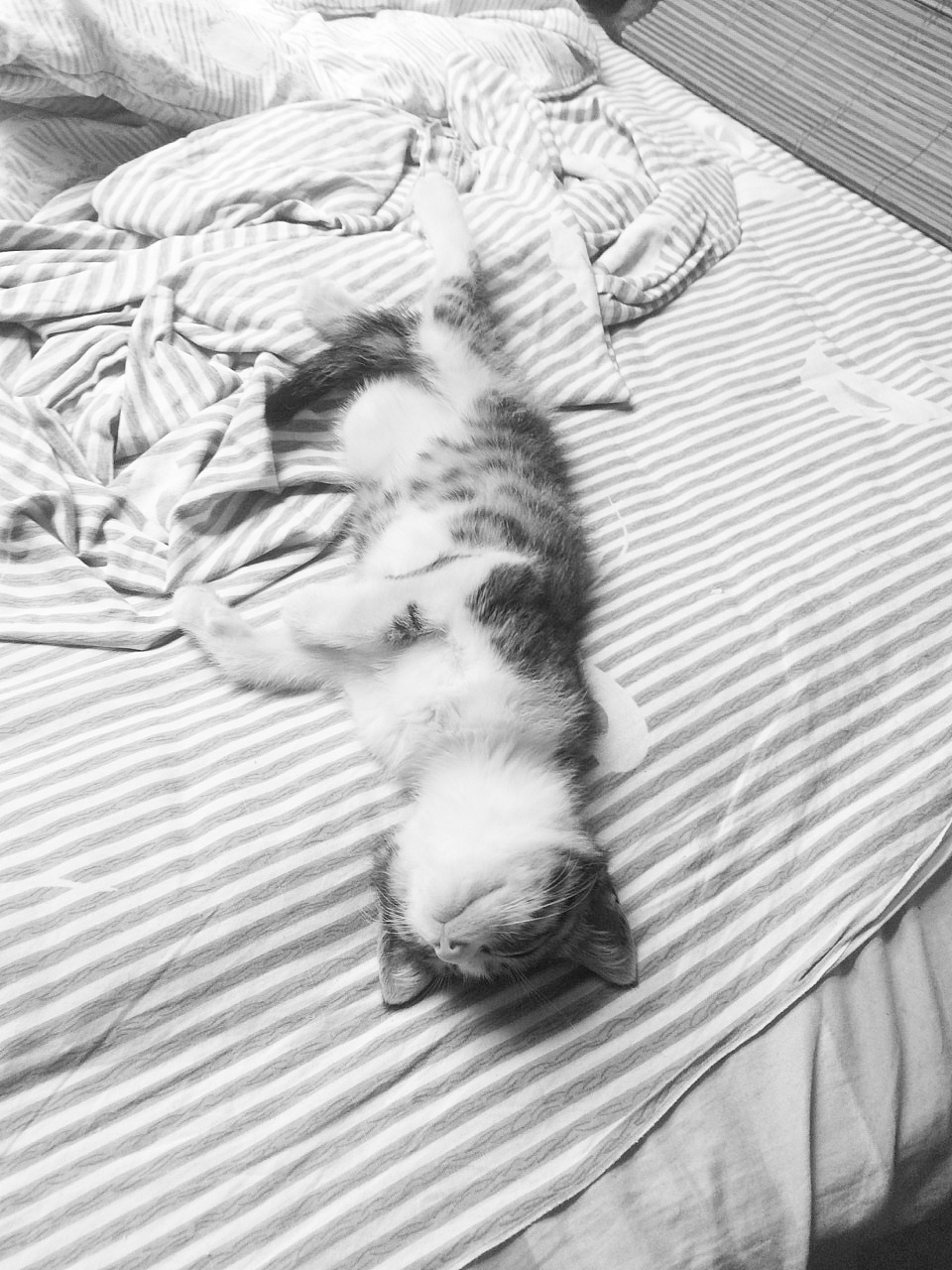 慵 懒 | 原 创 象 牙 果 戒 指