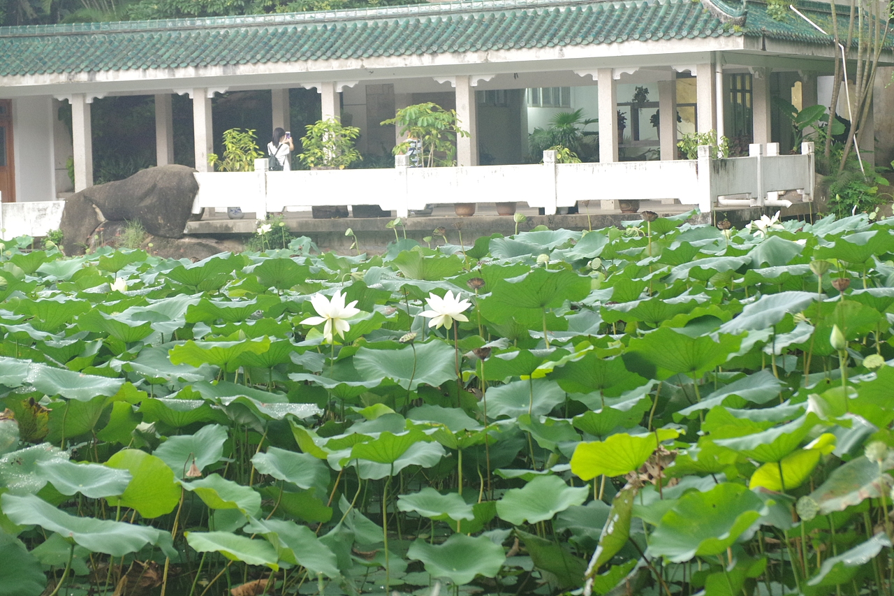 户外摄影--厦门摄影（鼓浪屿、植物园）（图ZNTc4Mzc3MjQ=） - 环境/建筑摄影 - 站酷设计师今天能喝咖啡了吗原创素材 - 站酷ZCOOL