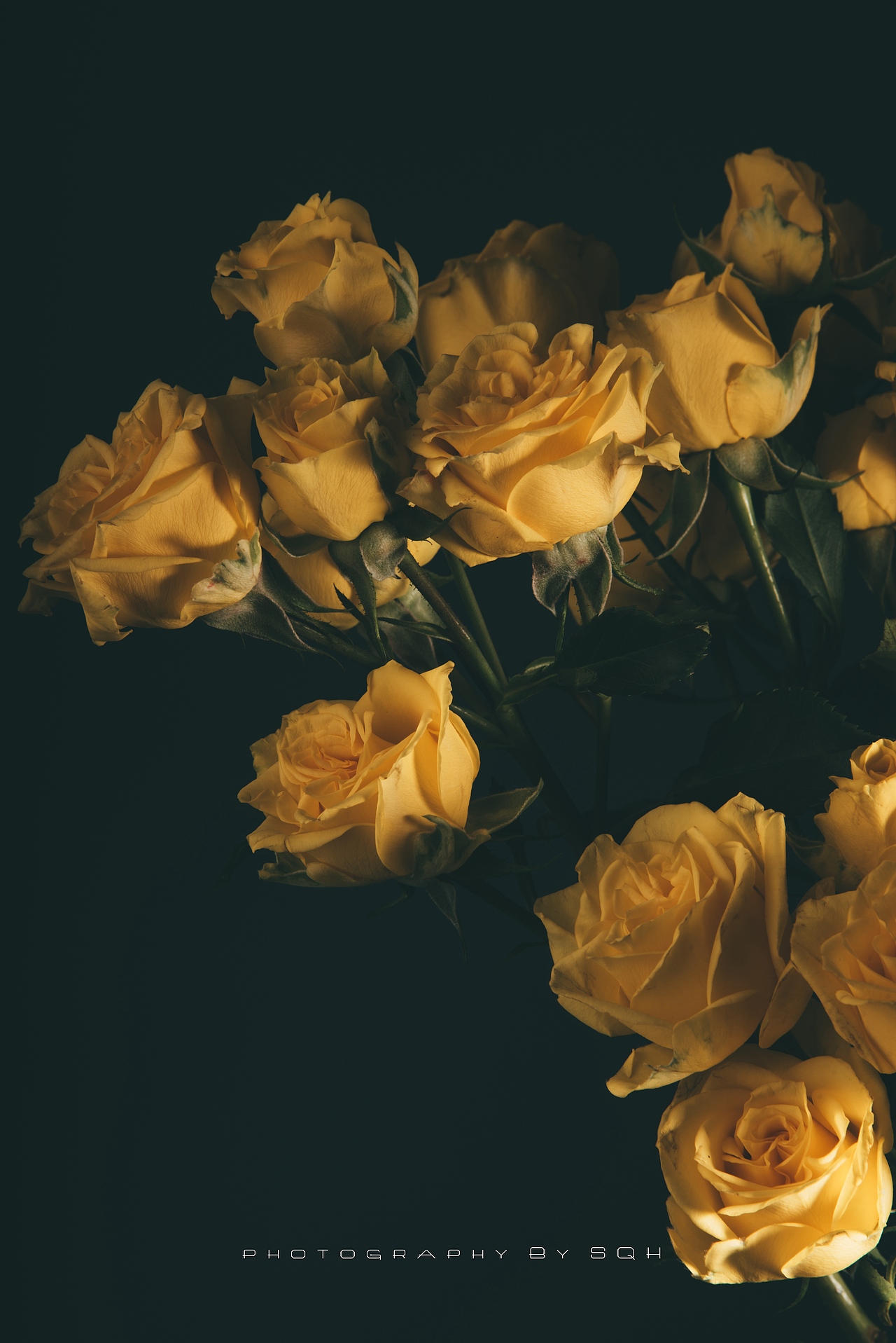 多头玫瑰静物玫瑰花卉摄影