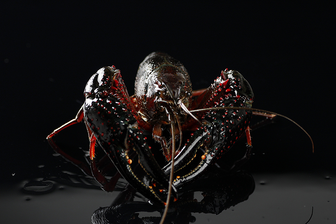 生剥鲜活小龙虾丨飞鸟电商--专注生鲜电商拍摄设计