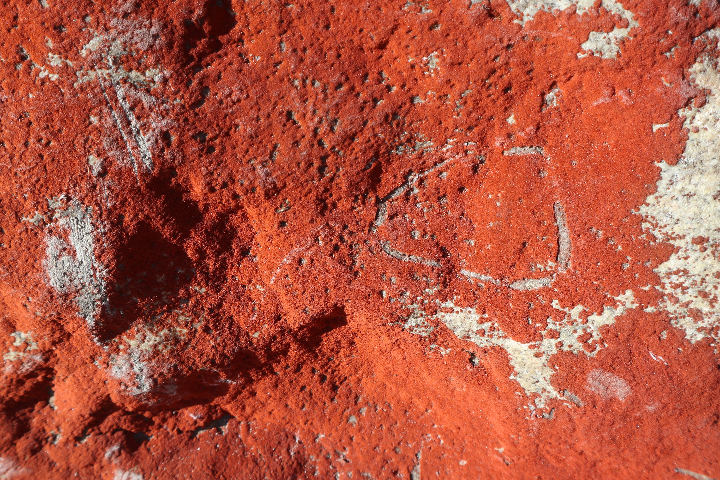 小而精致的植物纹理