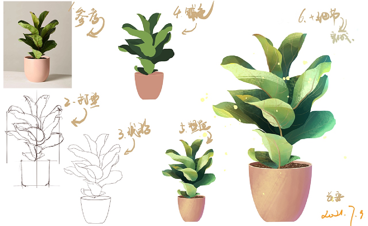 植物写生插画