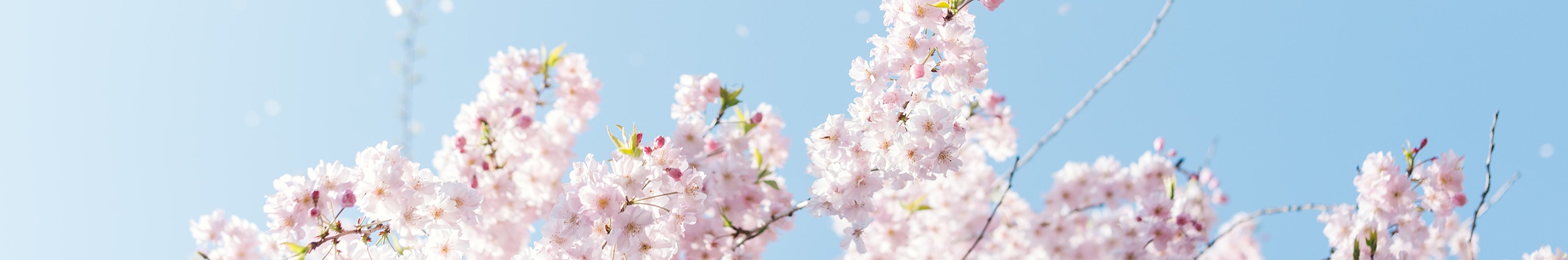 翡柔Phiroe的个人主页（封面预览） - 主页封面设置 - 站酷设计师翡柔Phiroe原创素材 - 站酷ZCOOL