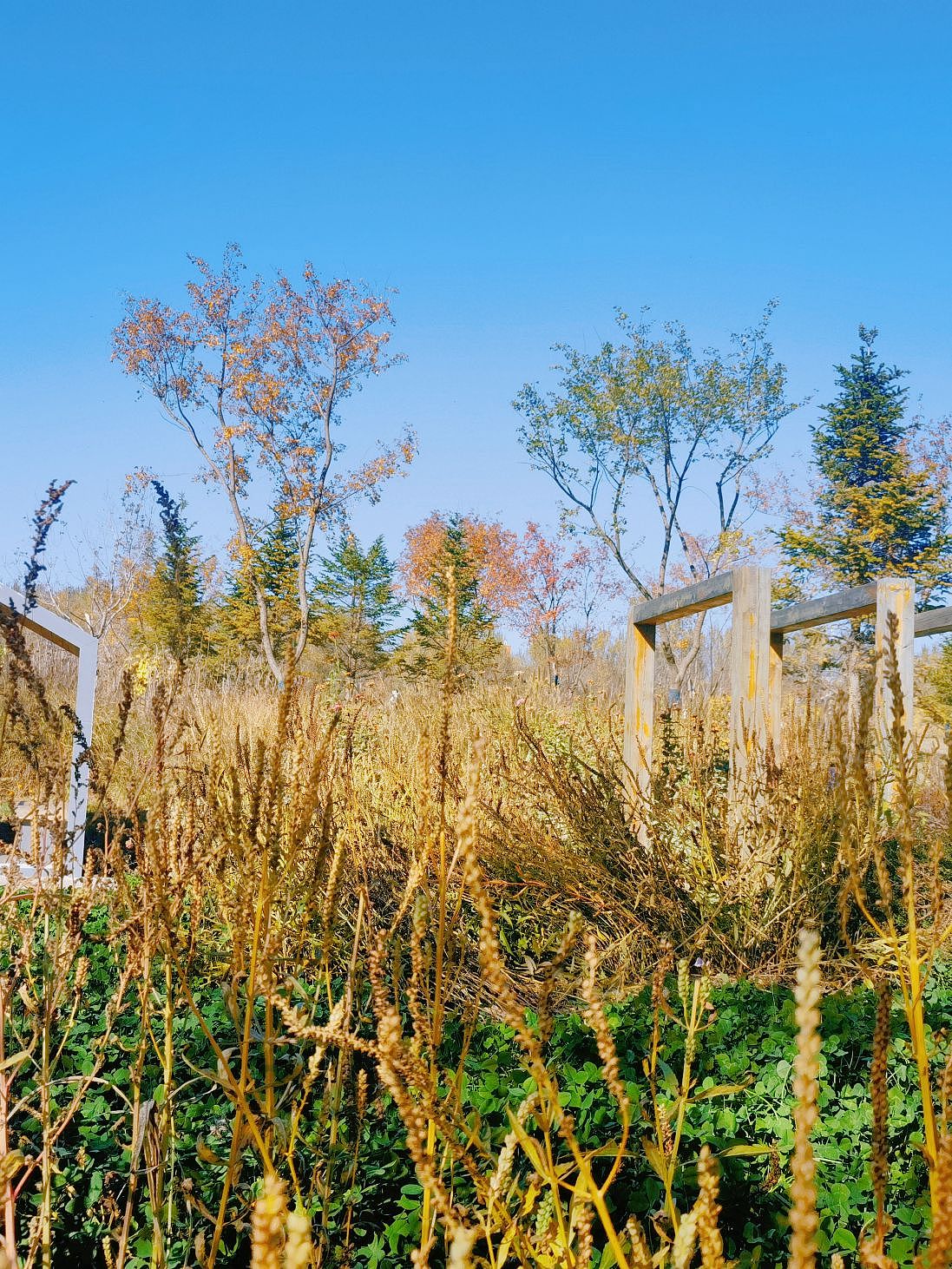 沈阳花间道运动公园（1）