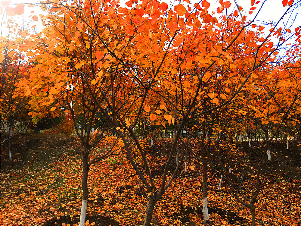 刘勇良手机纪实摄影:落叶归根