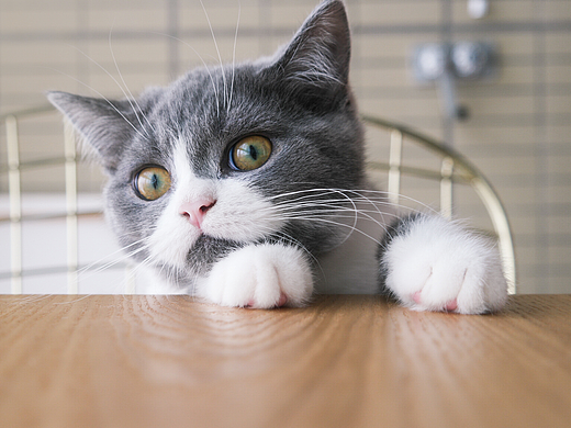 小短腿，就是够不着！（个人主页-ZMjQwODA0MjQ=） - 宠物摄影 - 站酷设计师浪野樱花原创素材 - 站酷ZCOOL