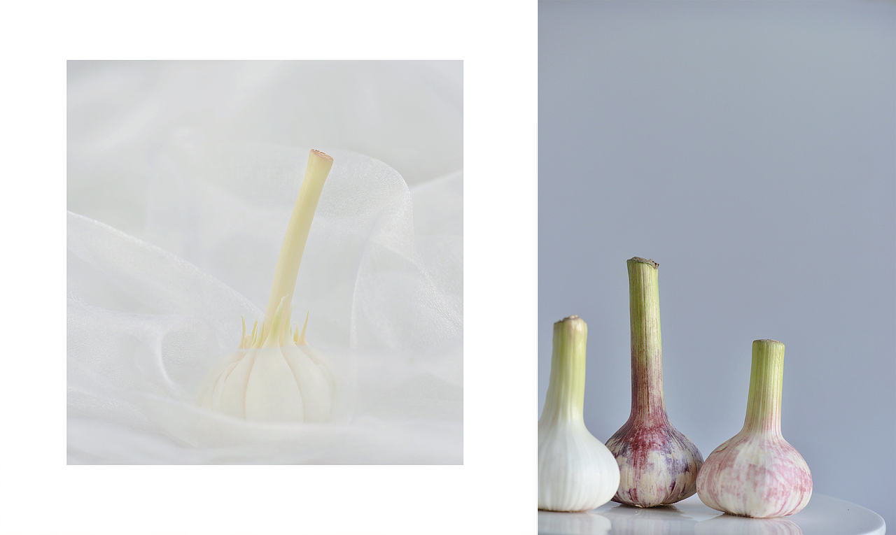 新蒜和郁金香瓜（图ZNzgxMTQ5MjA=） - 其他摄影 - 站酷设计师YUM汤汤原创素材 - 站酷ZCOOL