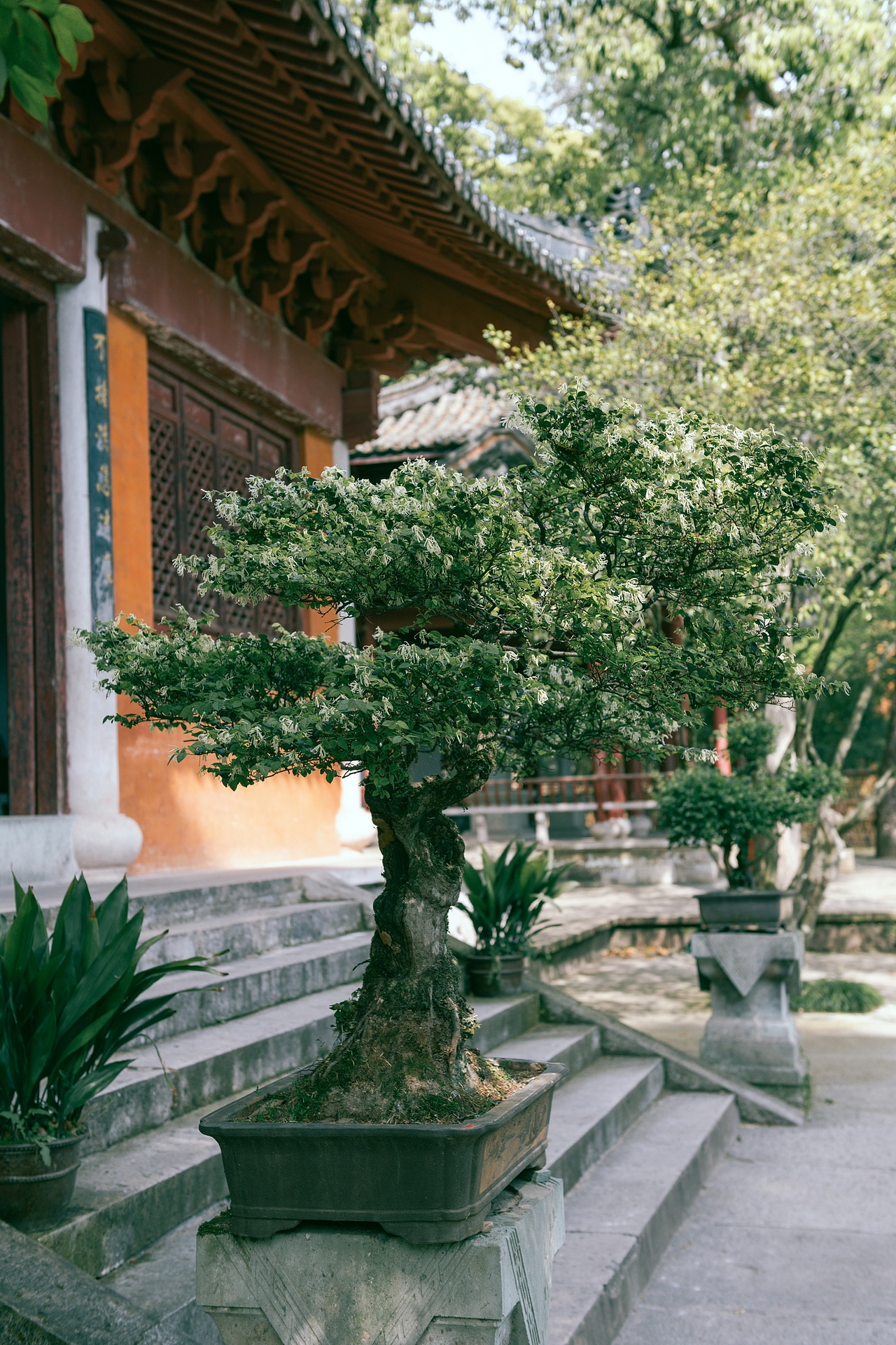 天台山国清寺（图ZMjUwOTMzNzM2） - 人文/纪实摄影 - 站酷设计师華義设计原创素材 - 站酷ZCOOL