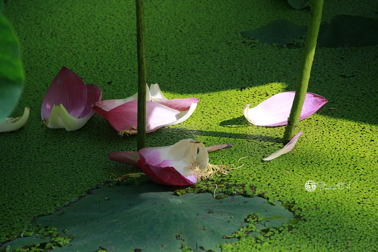 荷花摄影（图ZNDk2MjU1Njg=） - 产品摄影 - 站酷设计师源创动力原创素材 - 站酷ZCOOL