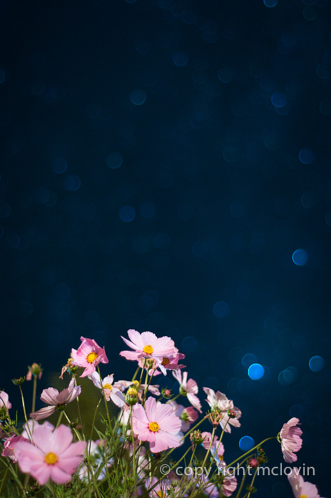 星空下的格桑梅朵cosmos bipinnatus in tibet（图ZOTczMzEyOA==） - 风光摄影 - 站酷设计师mclovin原创素材 - 站酷ZCOOL