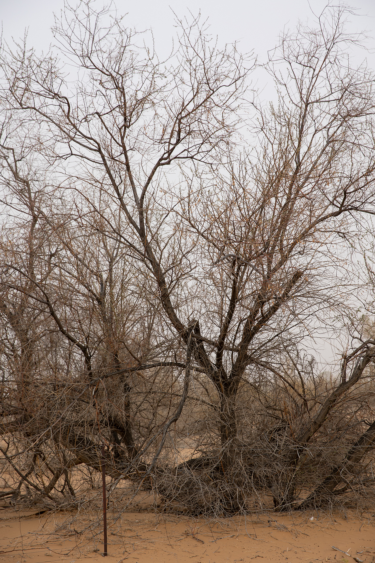 宁夏（图ZMzM4NjQ0MDEy） - 风光摄影 - 站酷设计师yuu0105原创素材 - 站酷ZCOOL