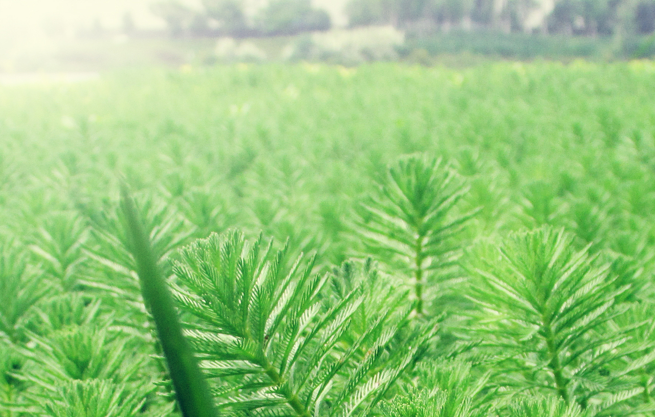 长沙阳湖湿地公园