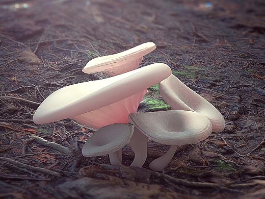 E=MC^2 | sss材质表现(C4D默认渲染器)