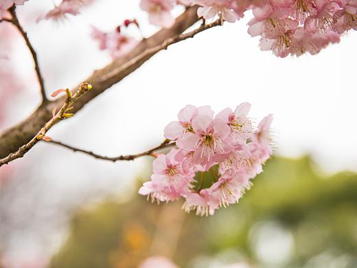 樱花 | 正是樱花烂漫时