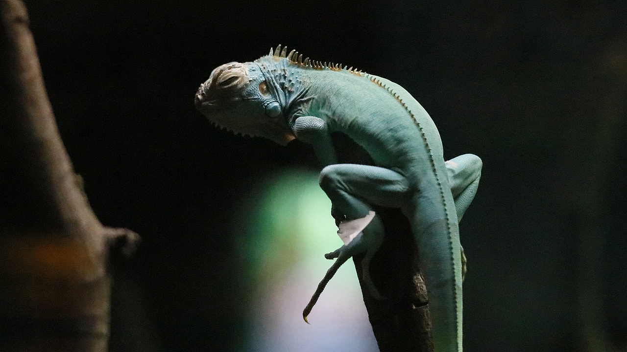 长隆飞鸟乐园-动物趣闻（图ZMjQ5NTU5NzQw） - 其他摄影 - 站酷设计师飞天猪猫原创素材 - 站酷ZCOOL