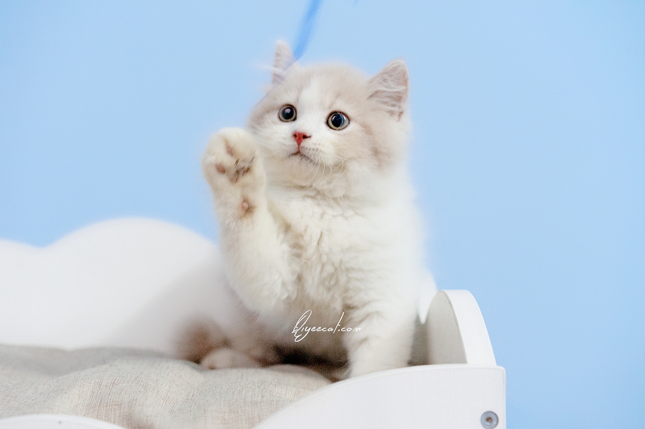 超美的英短乳白长毛弟弟，七叶英短猫舍英国长毛猫摄影（图ZMTk1NzQyMDg4） - 宠物摄影 - 站酷设计师七叶英短猫舍原创素材 - 站酷ZCOOL