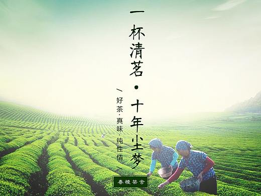 茶叶详情页
