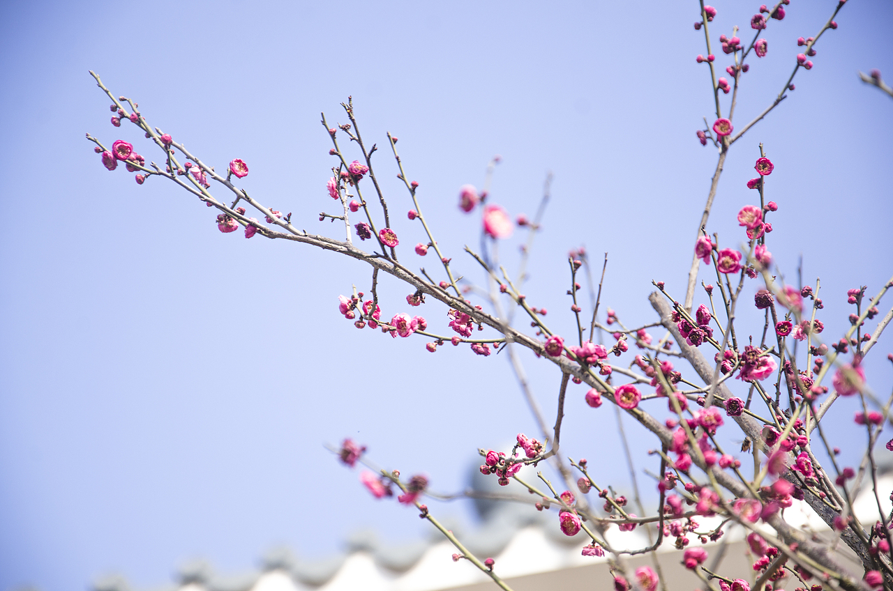 校园摄影（图ZMjY1ODgxMTQw） - 风光摄影 - 站酷设计师怪兽人坏原创素材 - 站酷ZCOOL