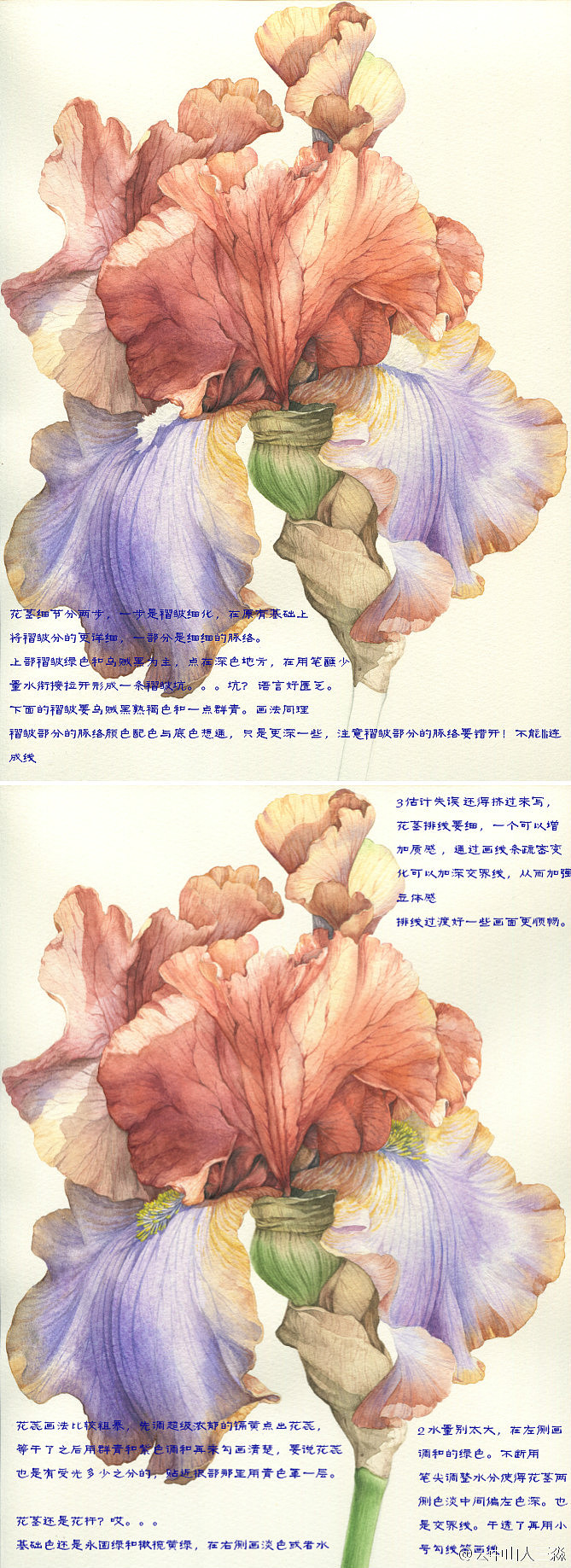 美丽鸢尾教程（图ZNDE5ODYwMDA=） - 商业插画 - 站酷设计师三淼君原创素材 - 站酷ZCOOL