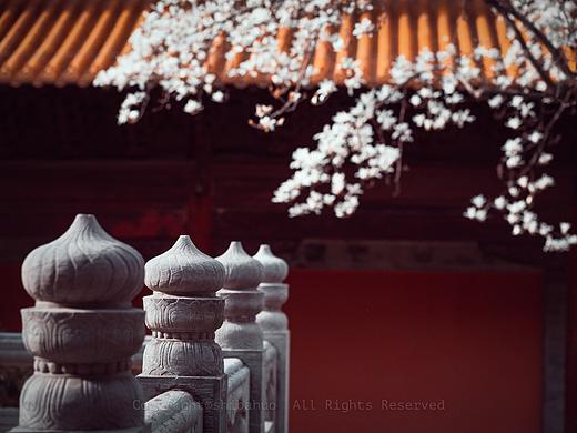 玉兰花开