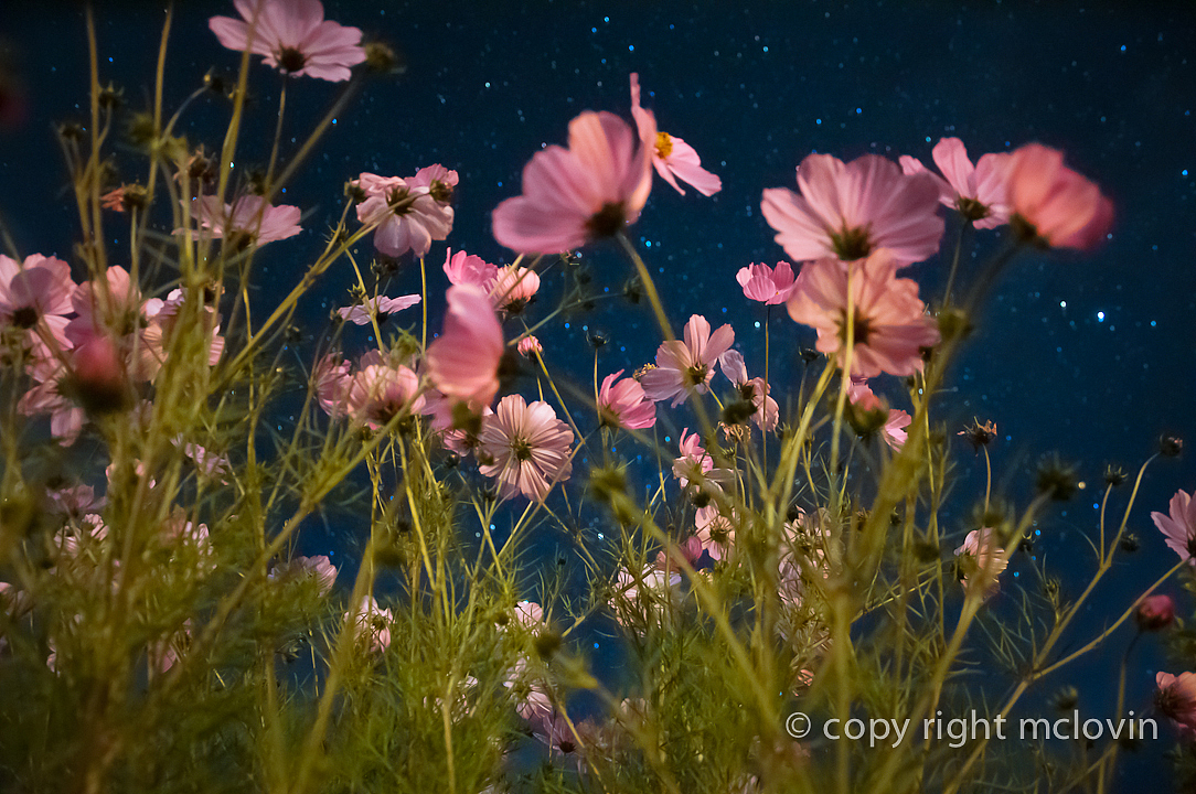 星空下的格桑梅朵cosmos bipinnatus in tibet（图ZOTczMzAxMg==） - 风光摄影 - 站酷设计师mclovin原创素材 - 站酷ZCOOL