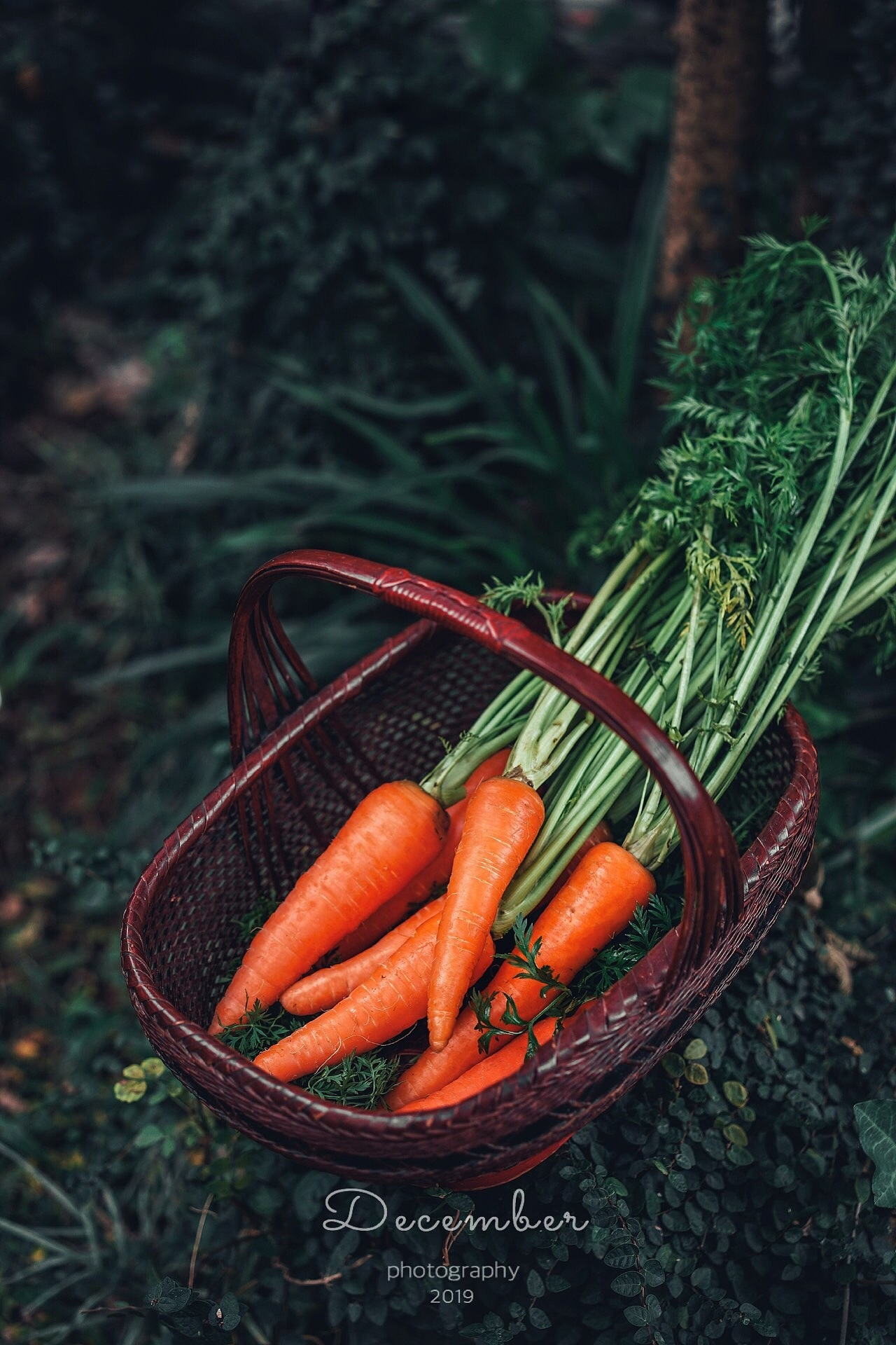 胡萝卜🥕（图ZMTQyODc4NDEy） - 产品摄影 - 站酷设计师Dec1212原创素材 - 站酷ZCOOL