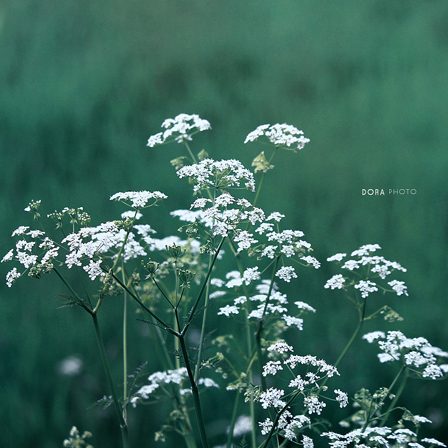 一场繁花（图ZMTI4NjA1Nzcy） - 风光摄影 - 站酷设计师朵拉影像原创素材 - 站酷ZCOOL