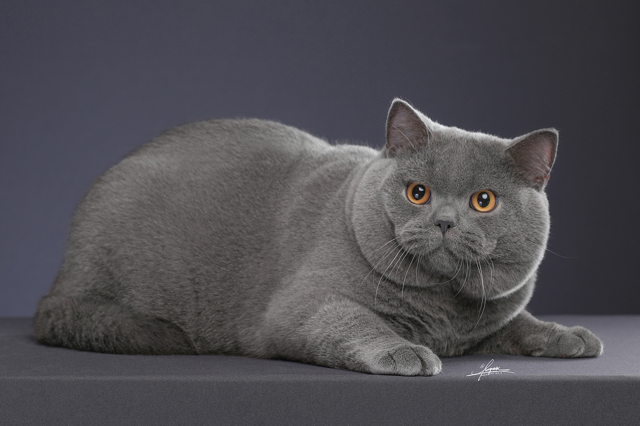 英国短毛猫amyworks探须视觉