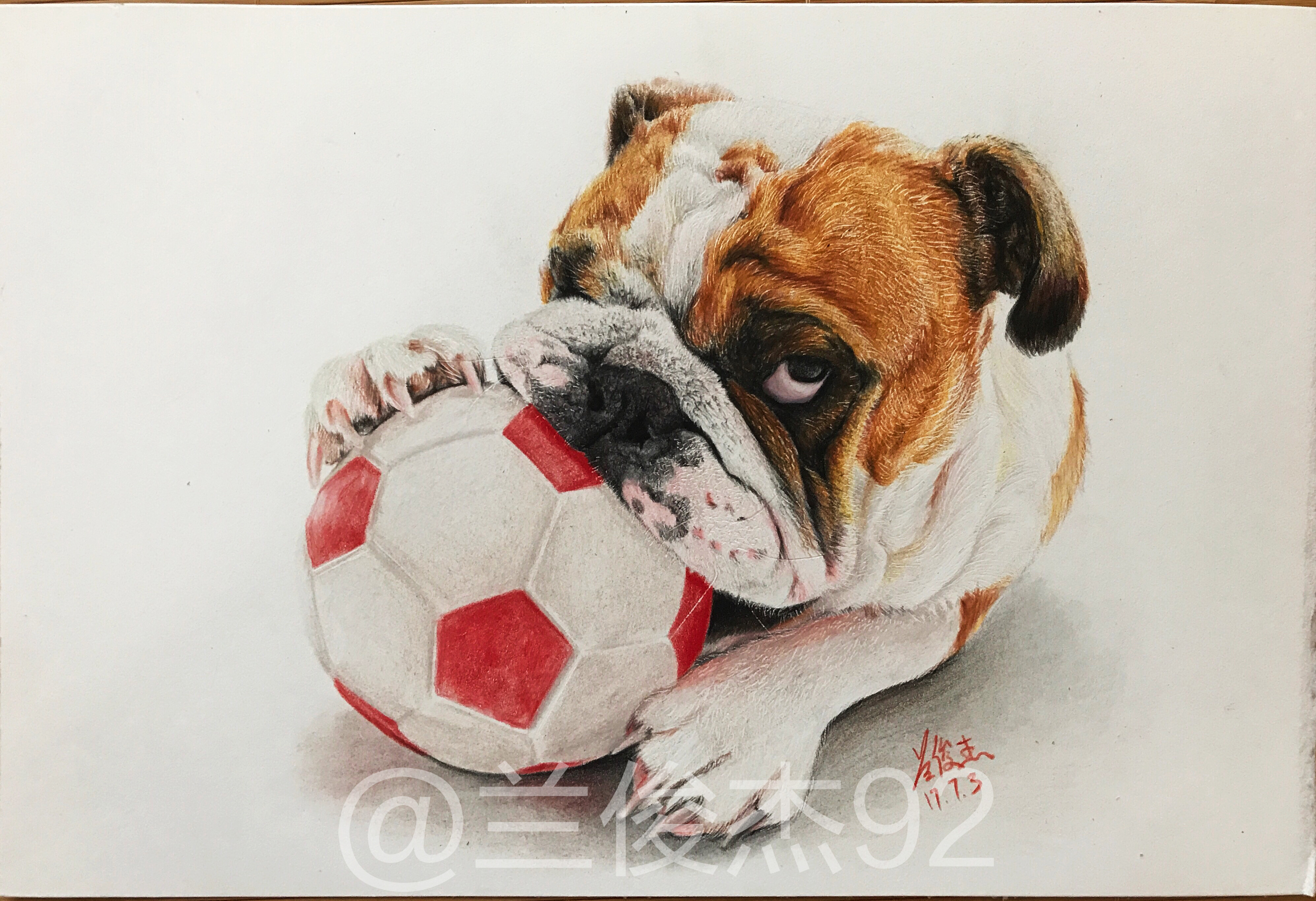 沙皮狗彩铅