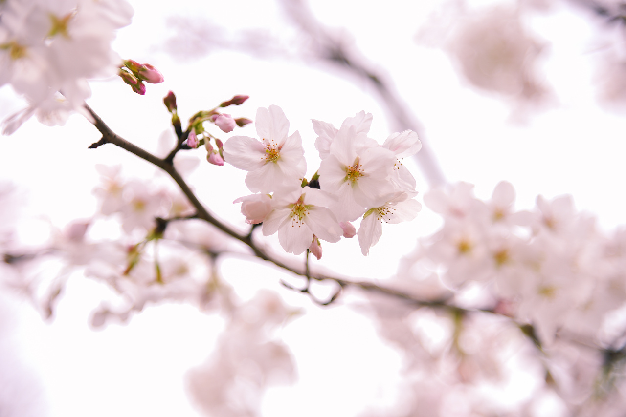 日本樱花节开幕在即 最美赏花地竟然在这里！附赏樱最强攻略+各地樱花开放日期预测-京都旅游攻略-游记-去哪儿攻略