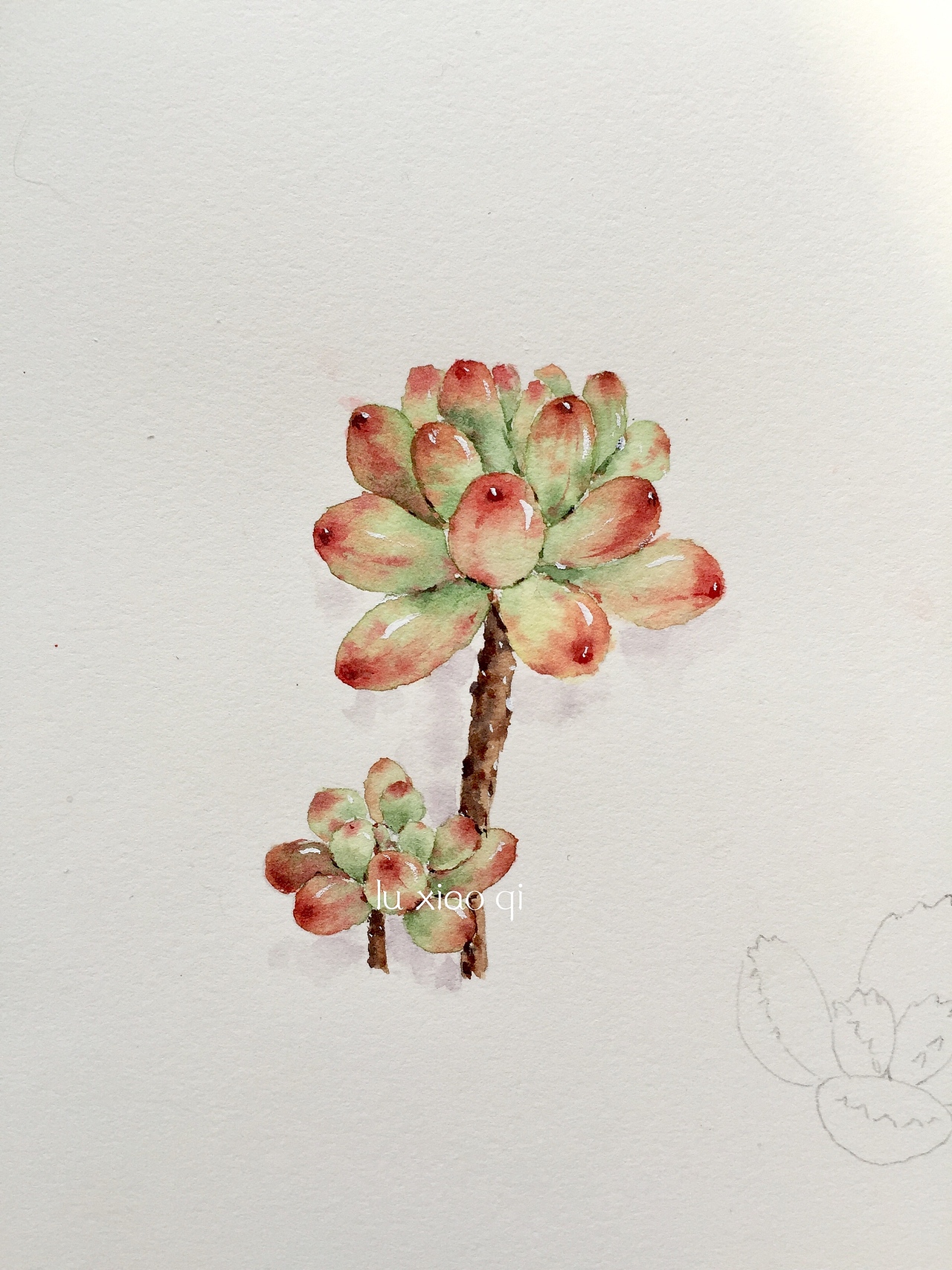多肉水彩|纯艺术|绘画|鹿芩水彩_原创作品-站酷zcool