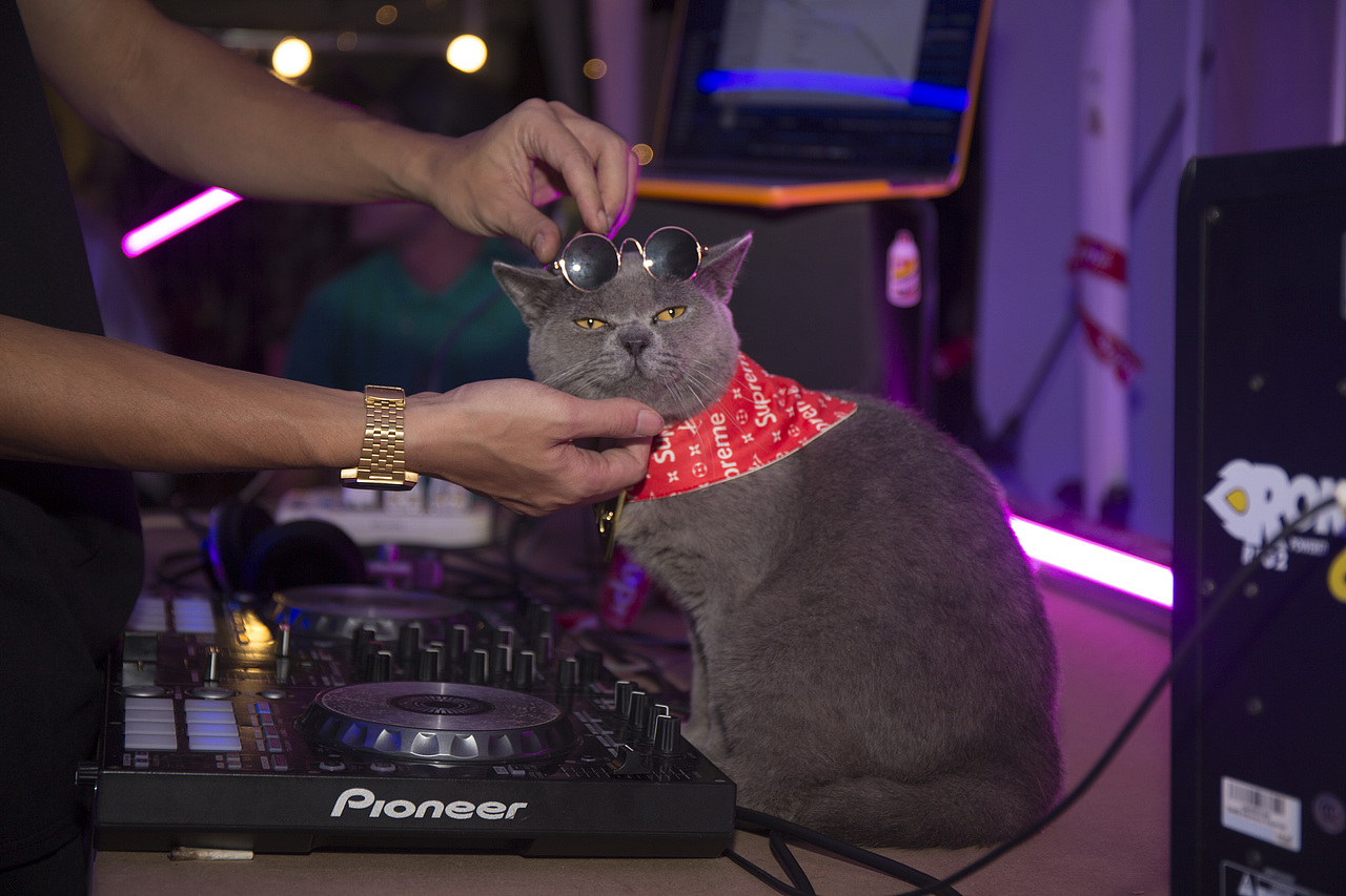 第五届海口青年艺术节-百大DJ叮当（图ZOTAwMzM3ODg=） - 宠物摄影 - 站酷设计师會飛的魚兒原创素材 - 站酷ZCOOL