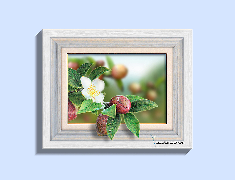 纸上彩铅--《油茶果·1》过程随录