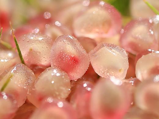 一组石榴 水果产品拍摄