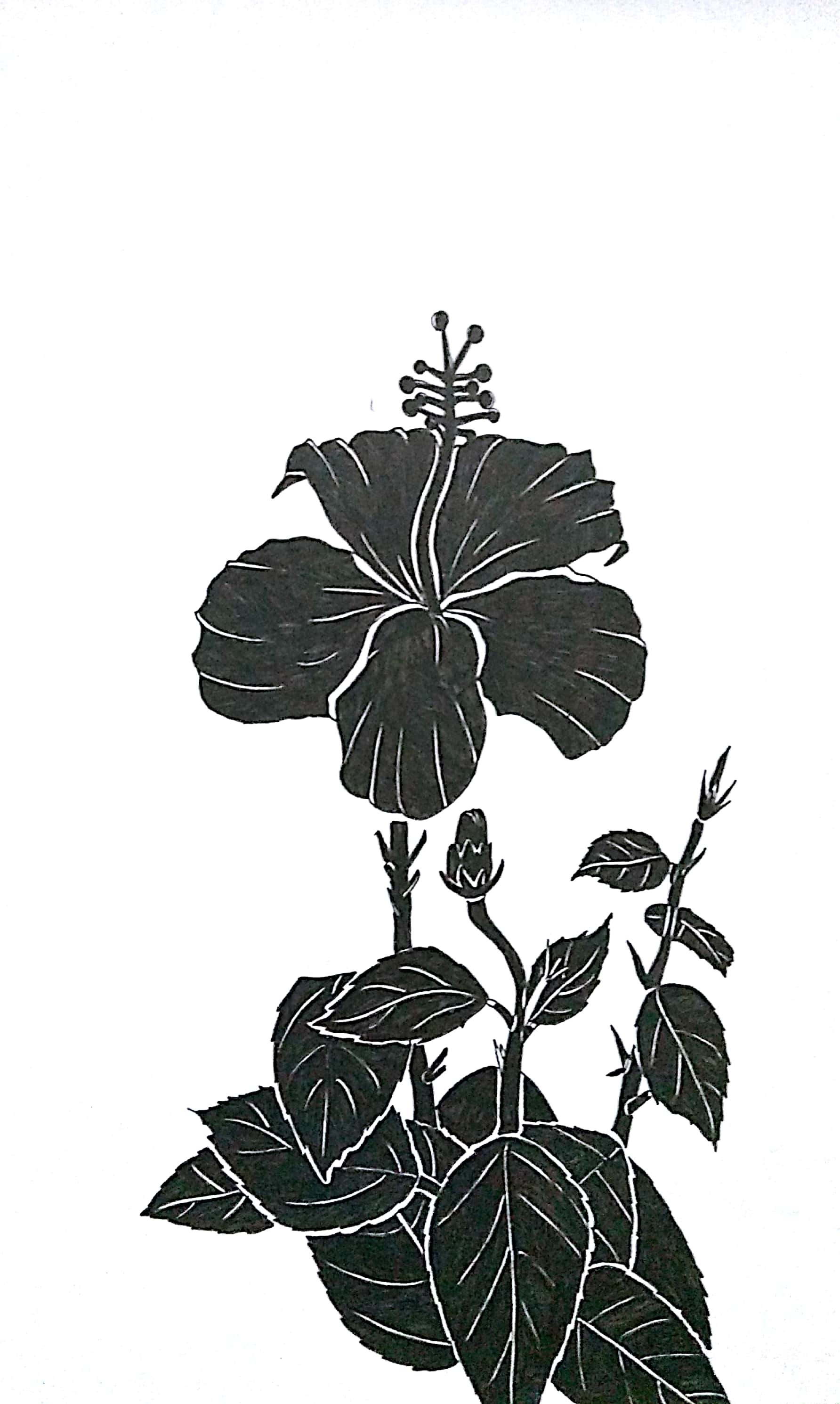 扶桑花――花卉练习