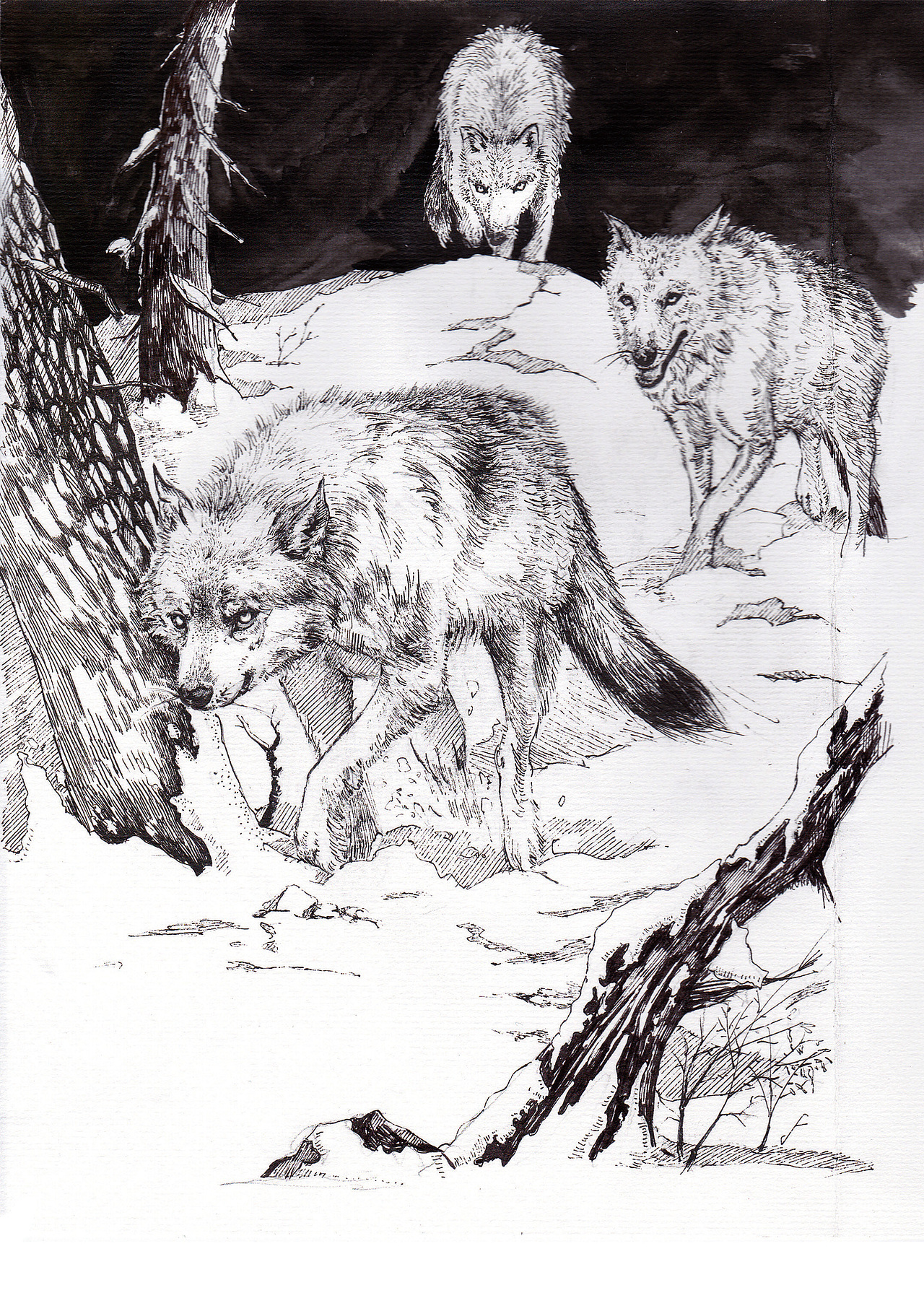 沈石溪动物小说插图