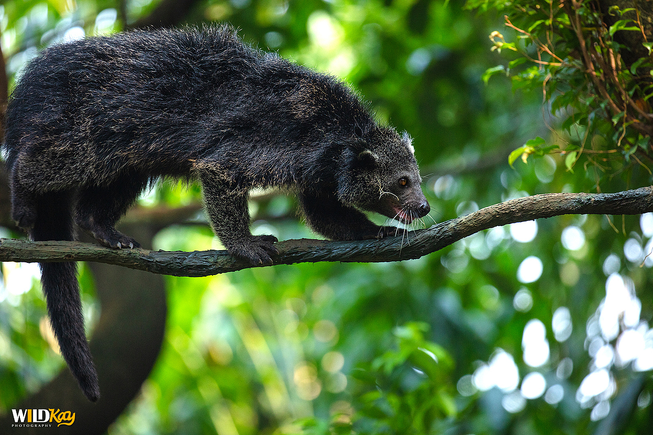 《生命和爱365》合集 I（图ZMTg0NTAwNjc2） - 宠物摄影 - 站酷设计师WildKay原创素材 - 站酷ZCOOL