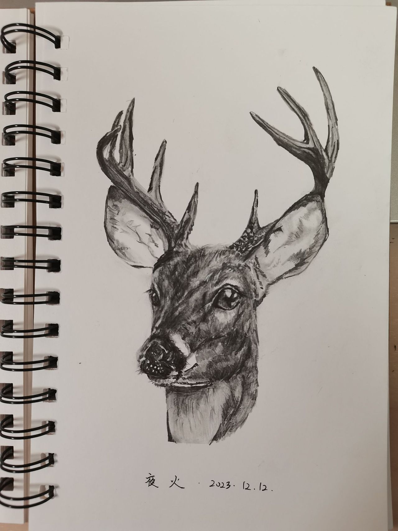 鹿头像-临摹作品